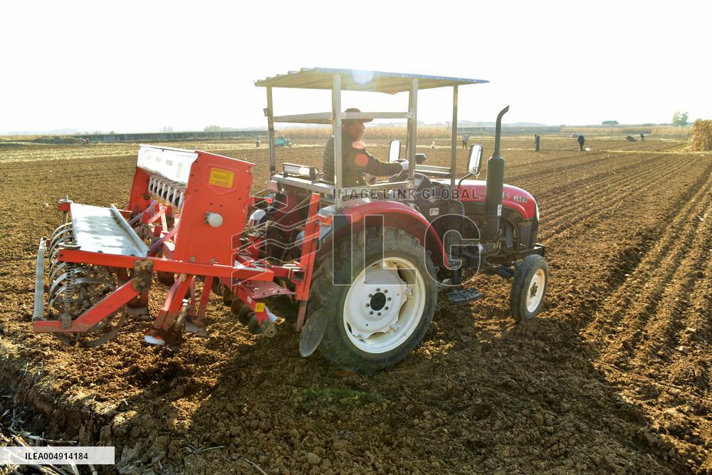 Winter Wheat Sowing