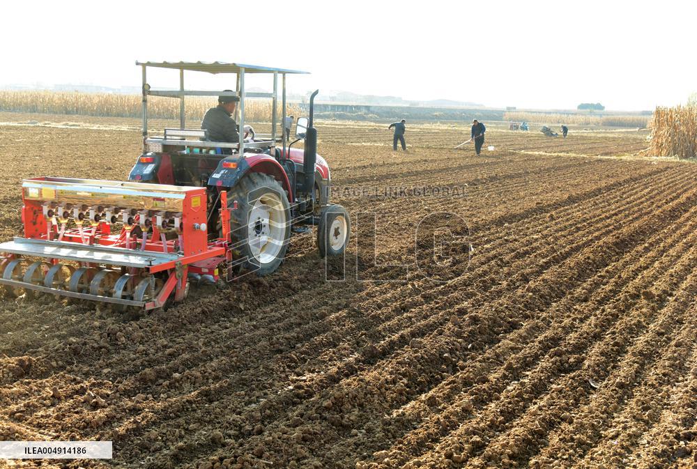 Winter Wheat Sowing