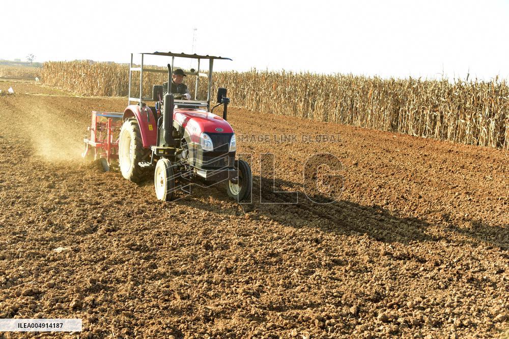 Winter Wheat Sowing