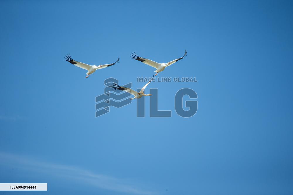 White Crane