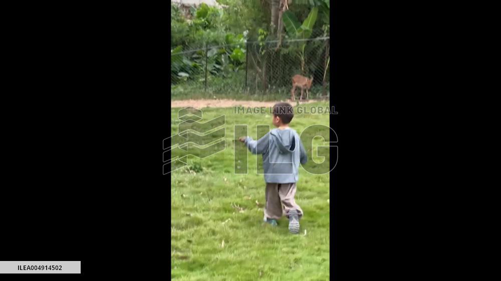 China: Alpaca Spits on Boy at Fujian Zoo