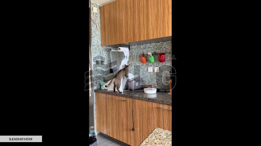 China: Mischievous Cat Shreds Paper Towels in Kitchen