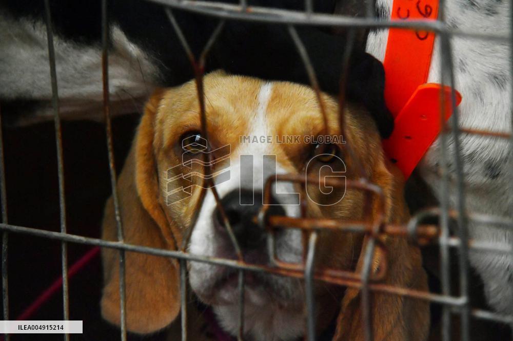 Hunting in Normandy in The Forest of Écouves - France