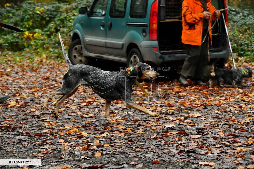 Hunting in Normandy in The Forest of Écouves - France