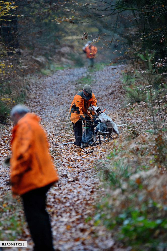 Hunting in Normandy in The Forest of Écouves - France