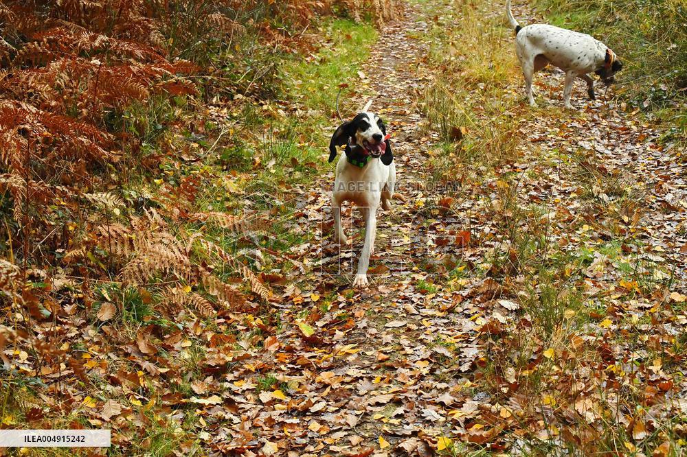 Hunting in Normandy in The Forest of Écouves - France