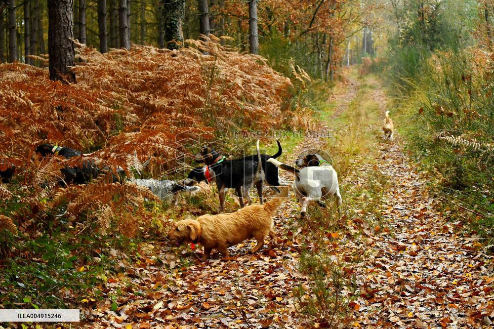 Hunting in Normandy in The Forest of Écouves - France