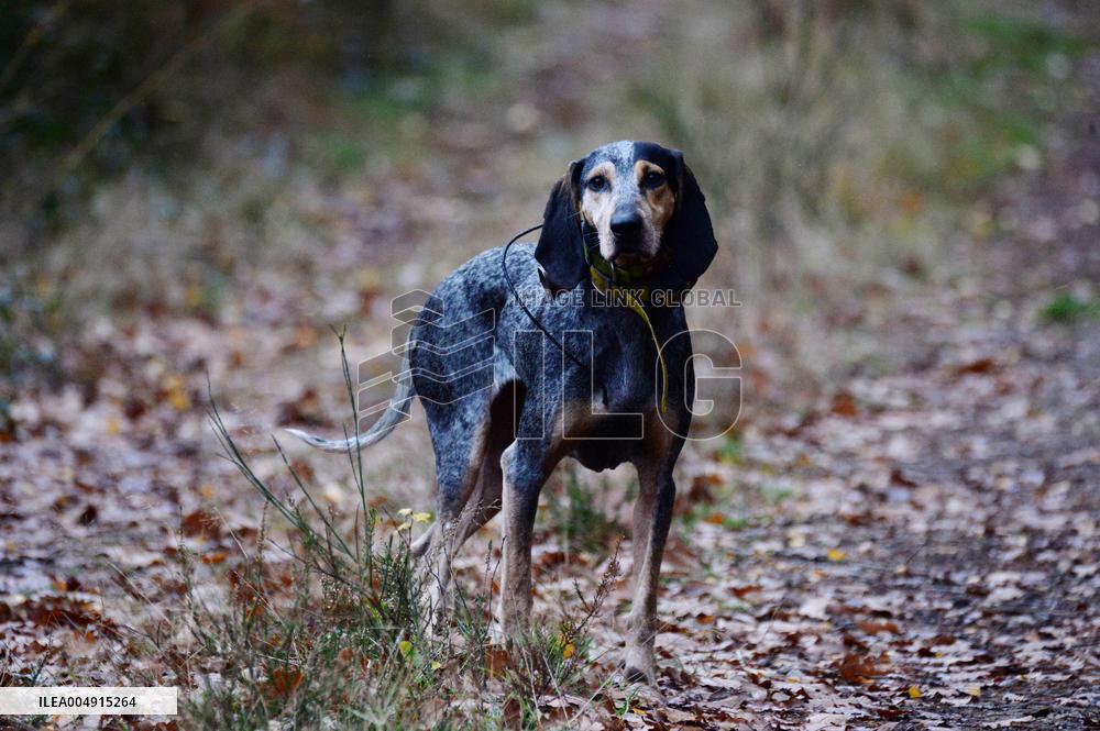 Hunting in Normandy in The Forest of Écouves - France