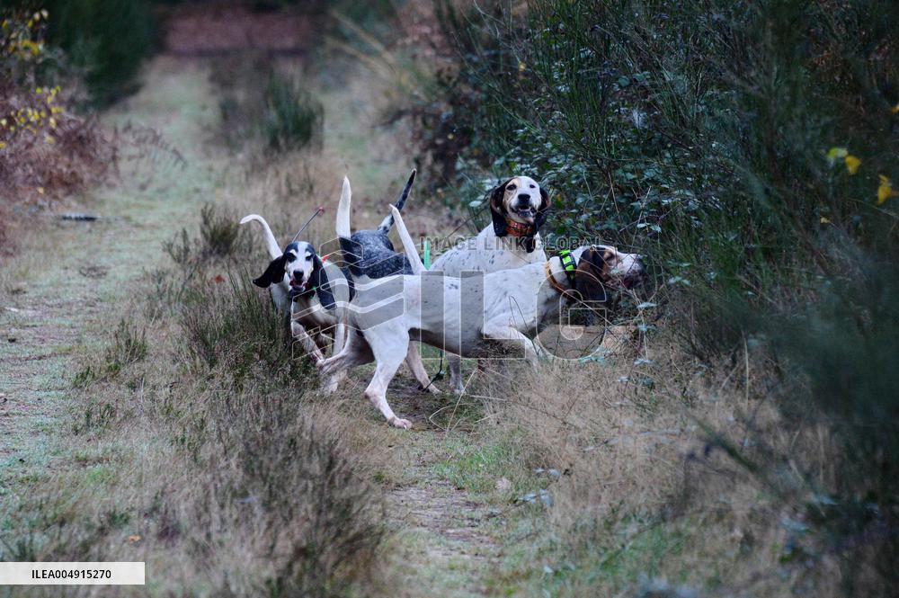 Hunting in Normandy in The Forest of Écouves - France