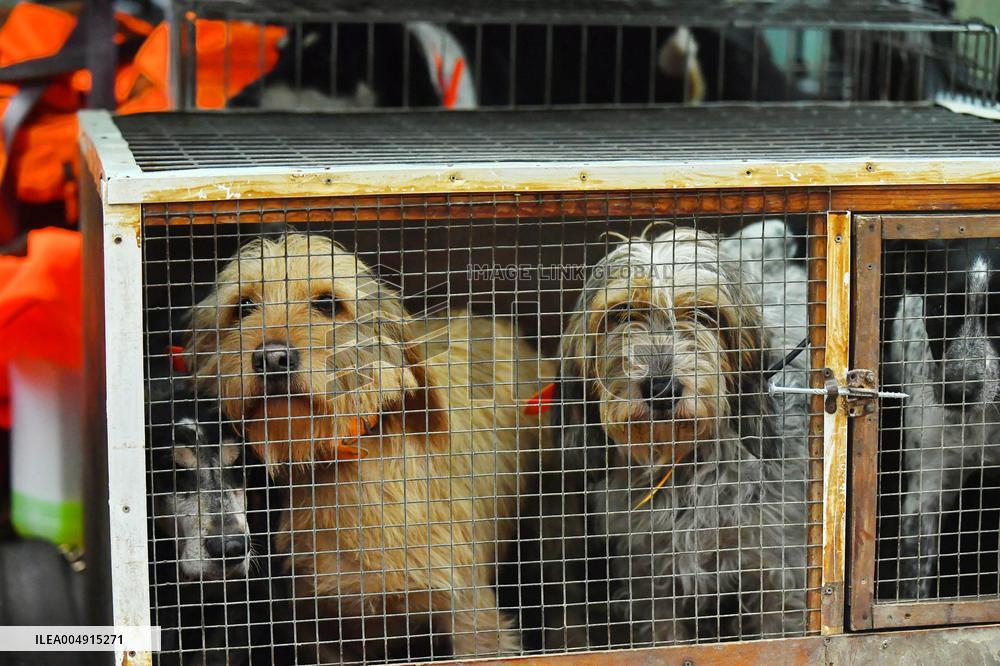 Hunting in Normandy in The Forest of Écouves - France