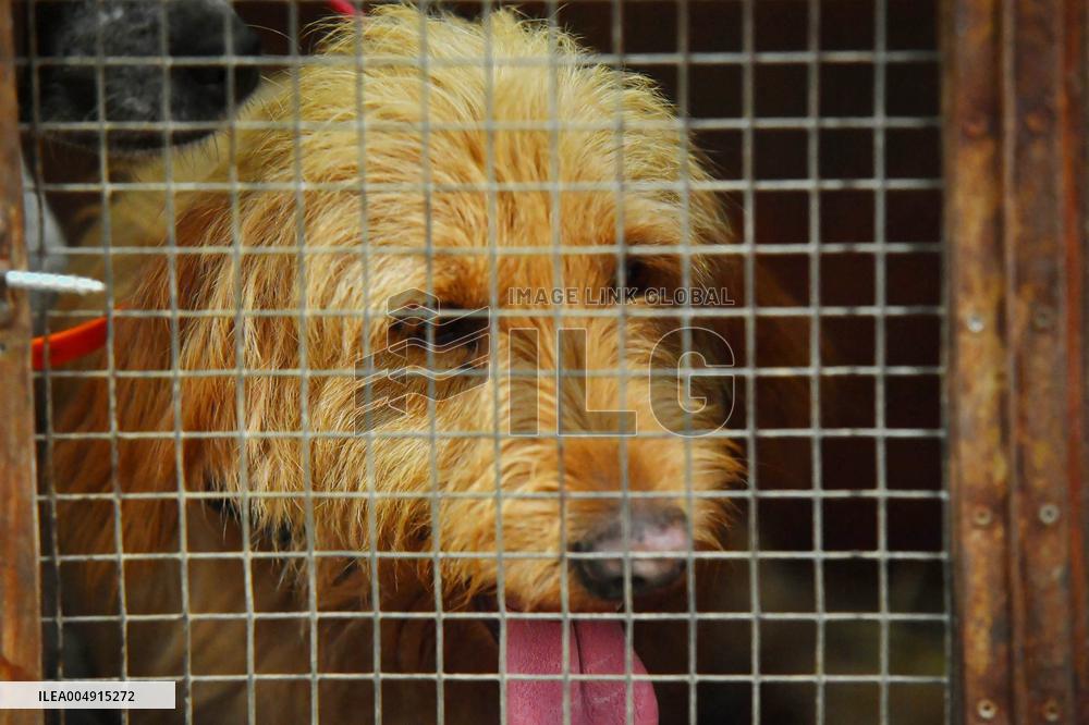 Hunting in Normandy in The Forest of Écouves - France