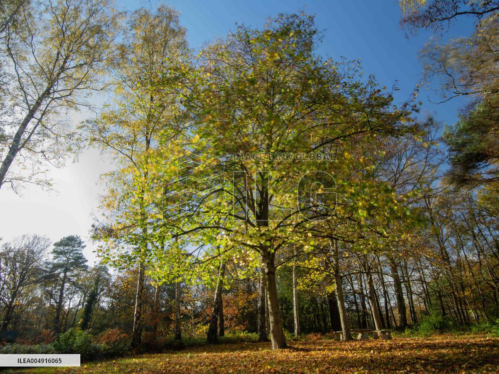 Autumn Colors in Caorches Saint Nicolas - France