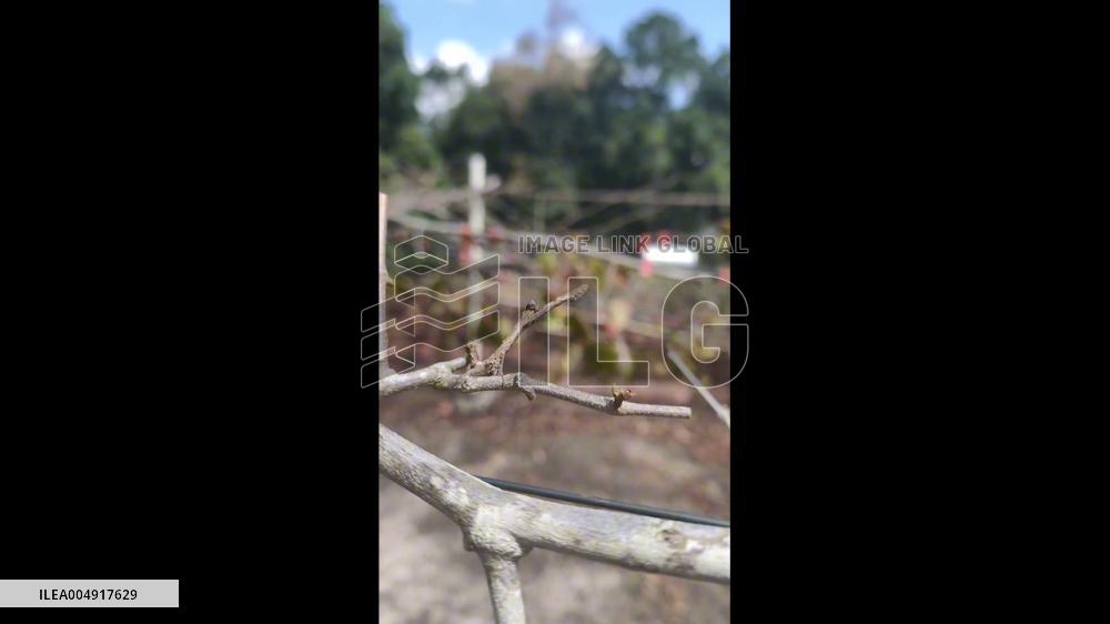 China: Gray Mantis Perfects Camouflage, Appearing as Small Branch on Tree