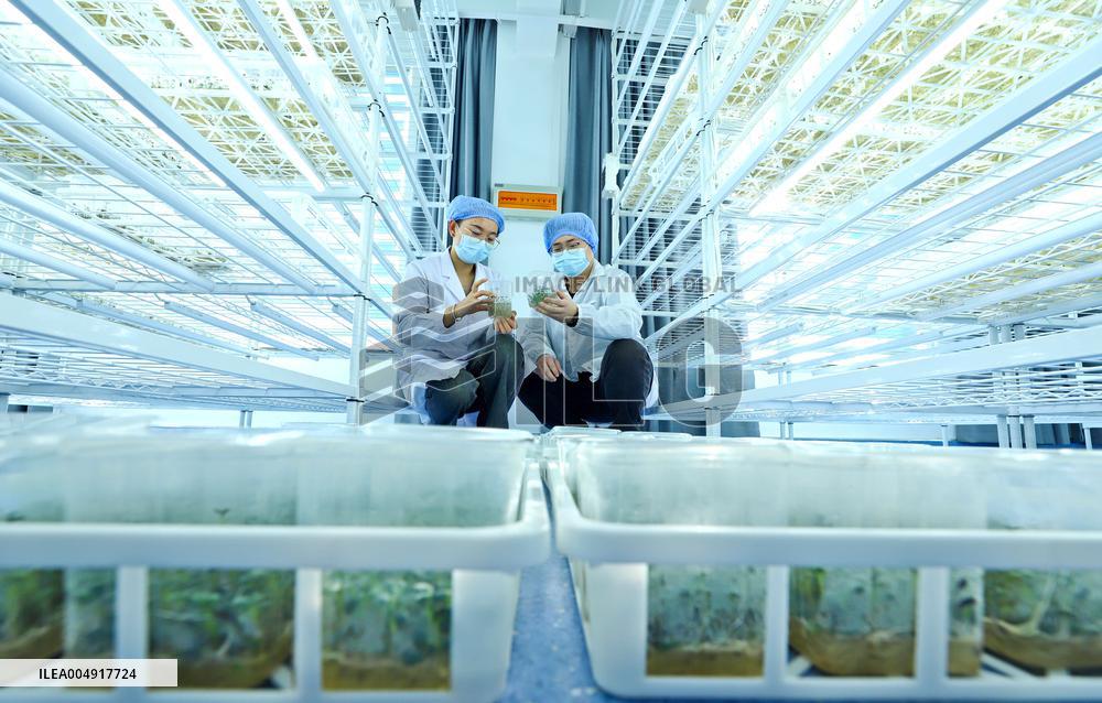 Potato Industry Chain