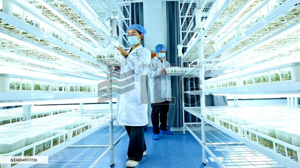 Potato Industry Chain