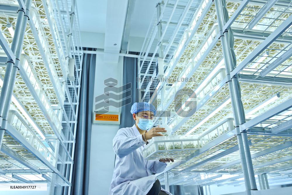 Potato Industry Chain