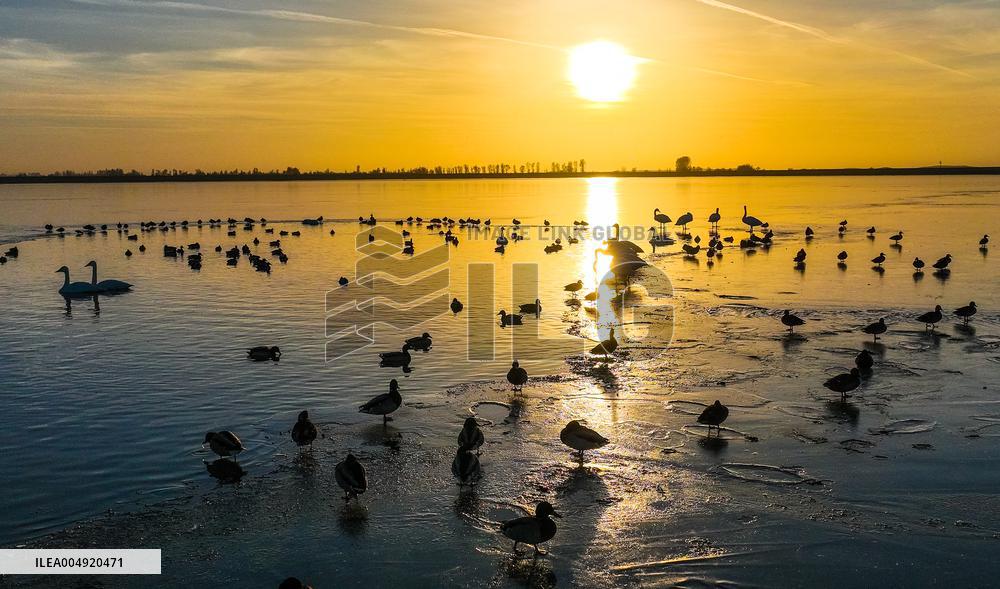 Migratory Bird