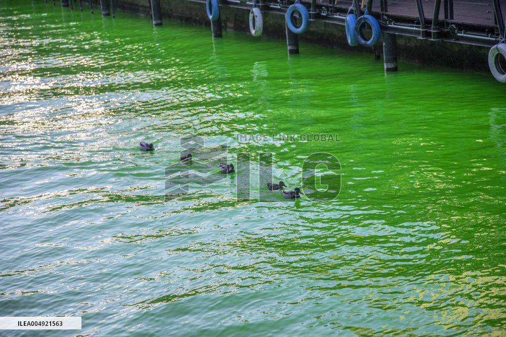 Extinction Rebellion Blitz Paints Navigli and Darsena Canals Green To Protest Against Climate Change - Italy