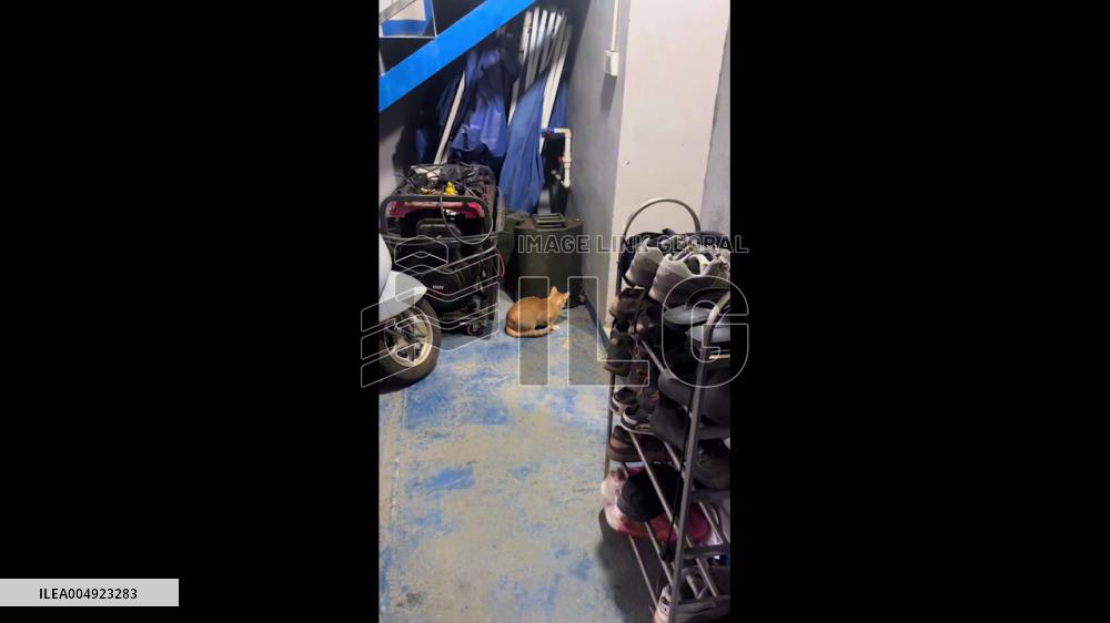 China: Mouse in Big Trouble as Cornered by Cat in Guangdong