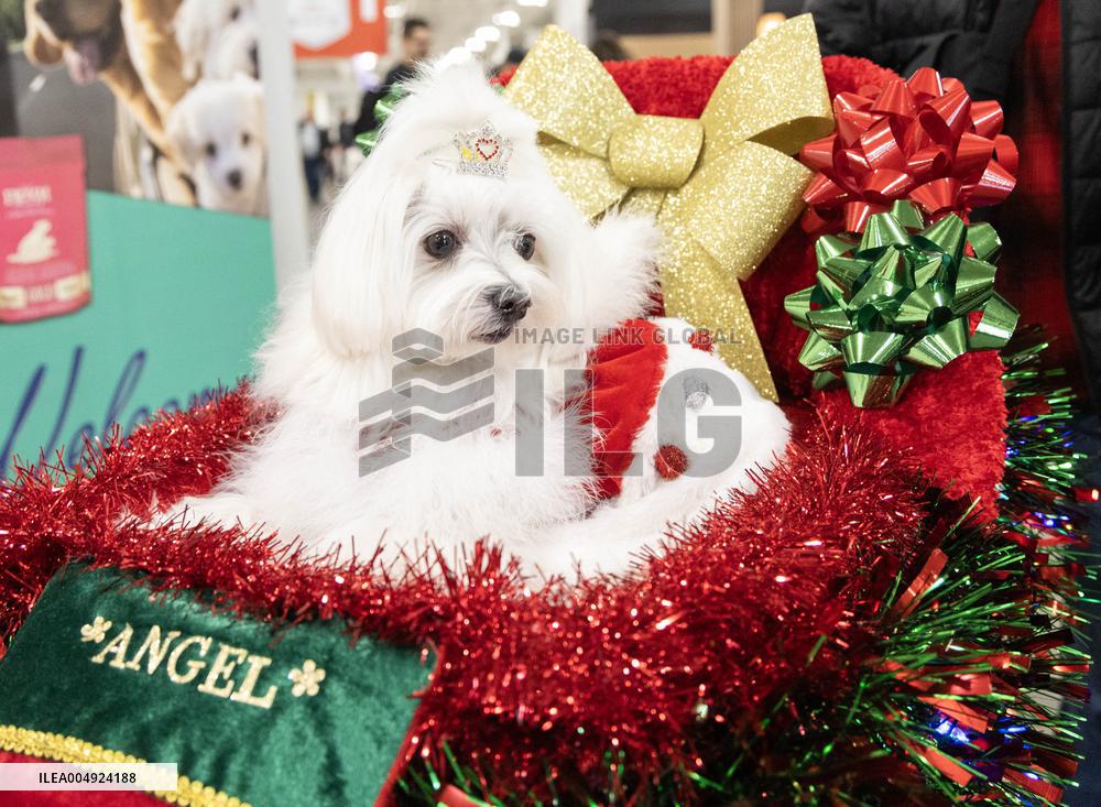 Christmas Canadian Pet Expo - Canada