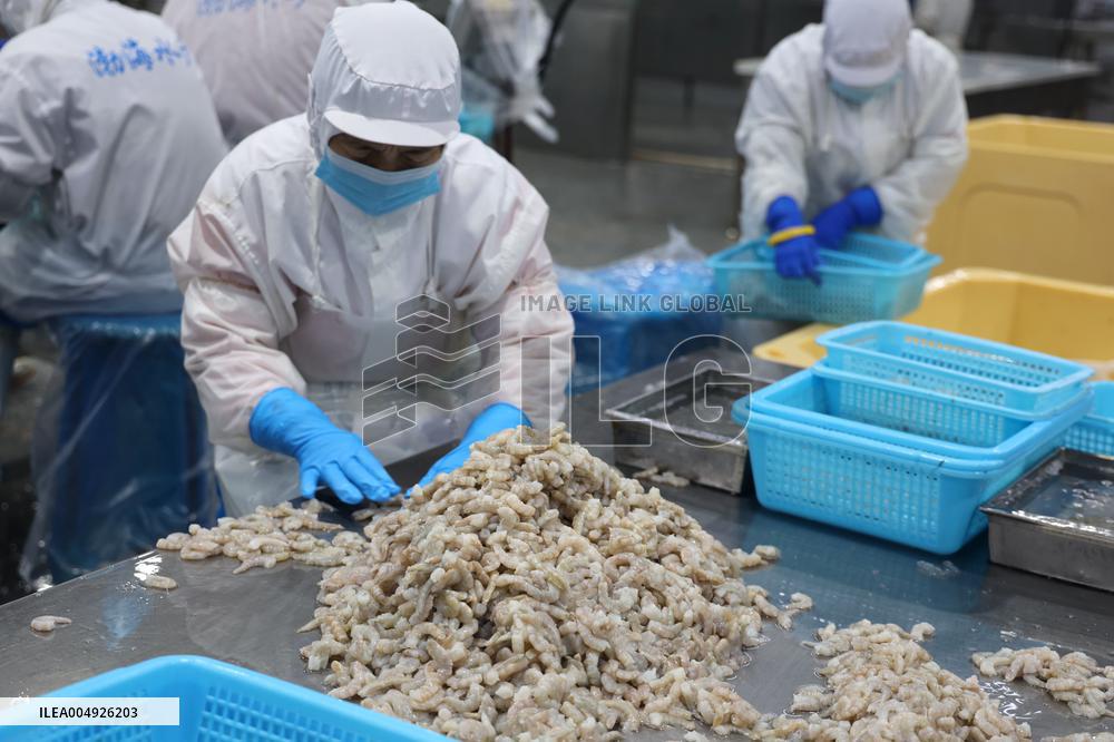 Salt Field Shrimp Processing in Binzhou