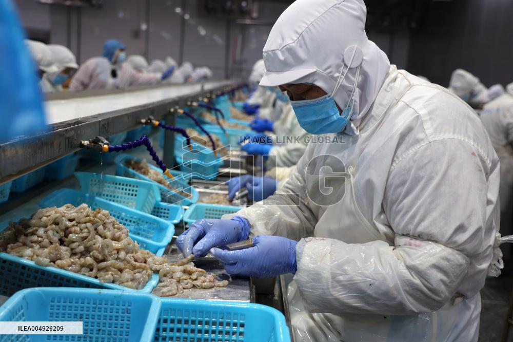 Salt Field Shrimp Processing in Binzhou