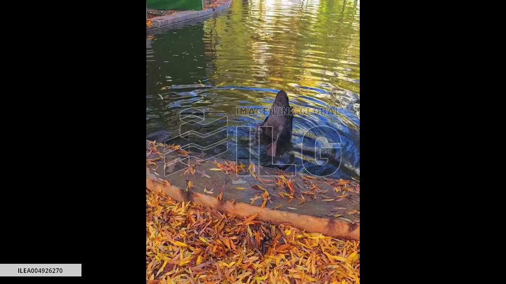 China: Black Swan Seen Scooping Leaves in Reverse at Zhaotong University