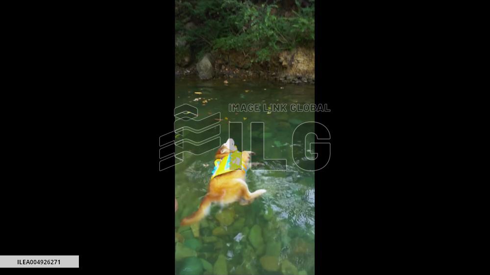 China: Shiba Inu Tries Swimming for First Time in Jiangxi River