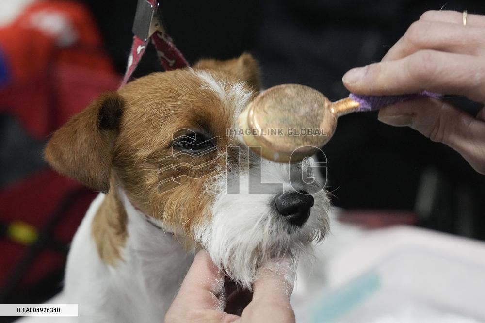National Championship Dog Show - Toronto