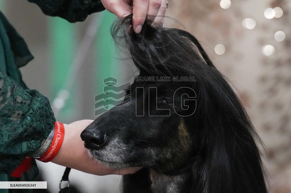 National Championship Dog Show - Toronto