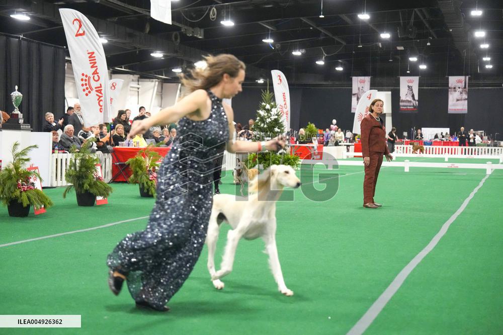 National Championship Dog Show - Toronto