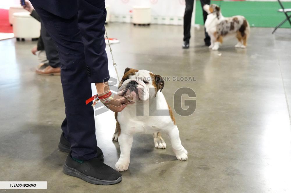 National Championship Dog Show - Toronto