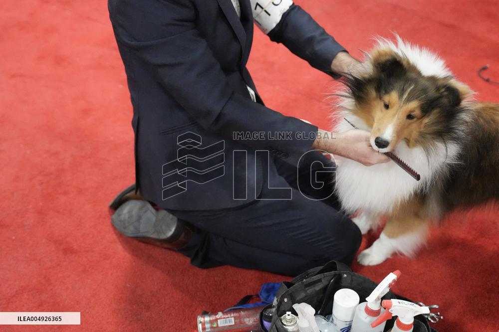 National Championship Dog Show - Toronto