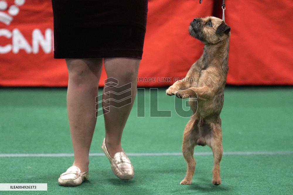 National Championship Dog Show - Toronto