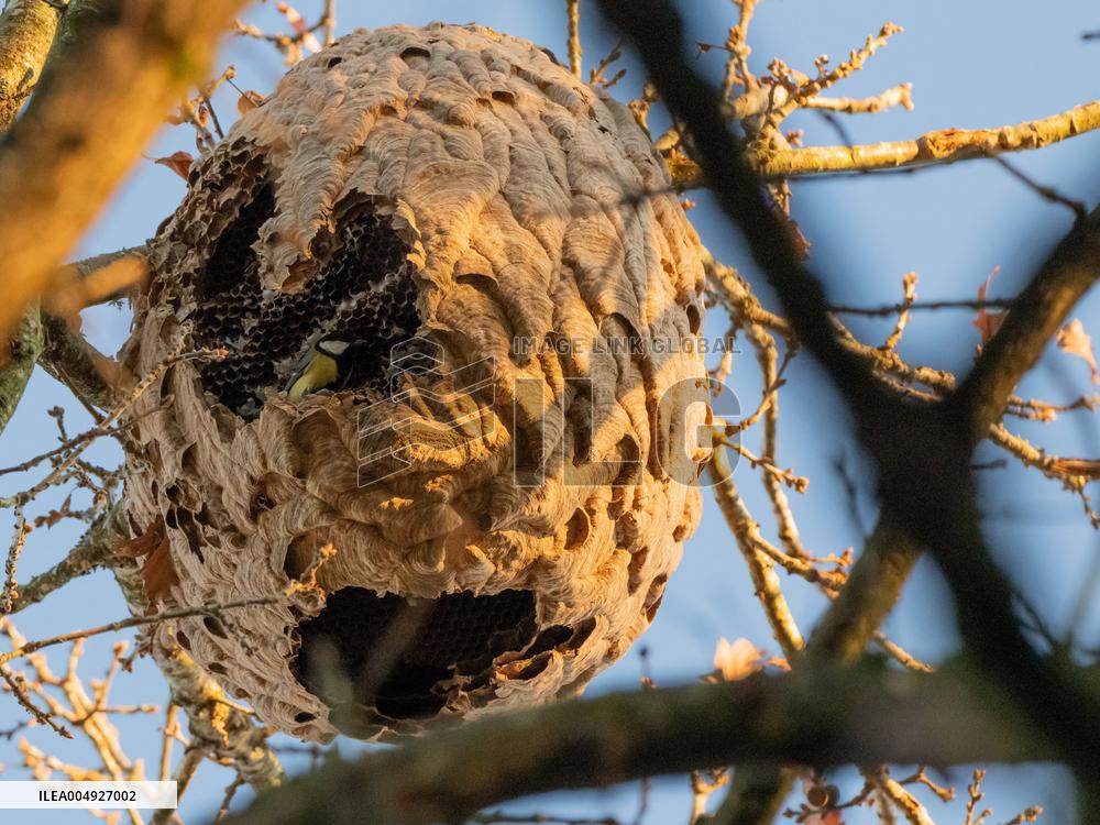Great Tit in an Asian Hornet Nest - France