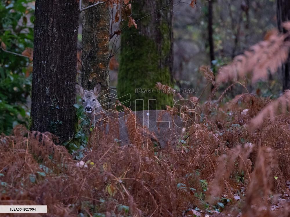 Female Deer in Caorches - France