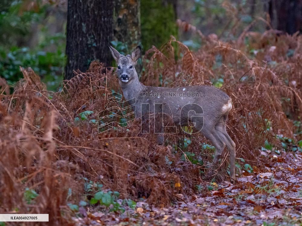 Female Deer in Caorches - France