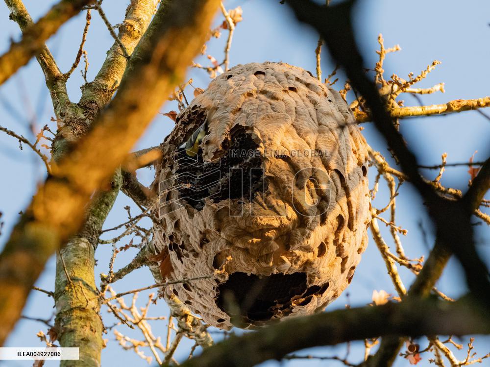 Great Tit in an Asian Hornet Nest - France