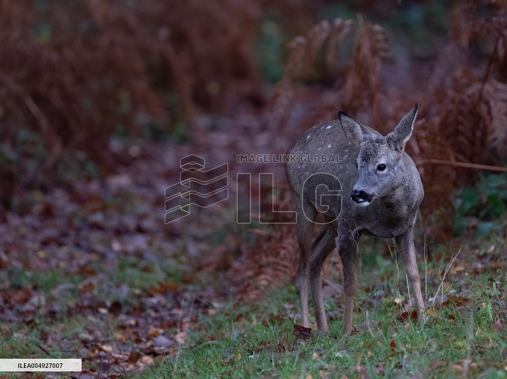 Female Deer in Caorches - France