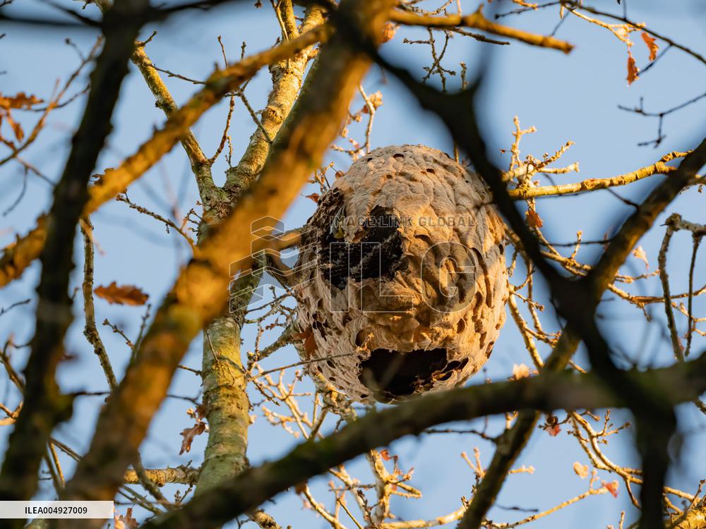Great Tit in an Asian Hornet Nest - France