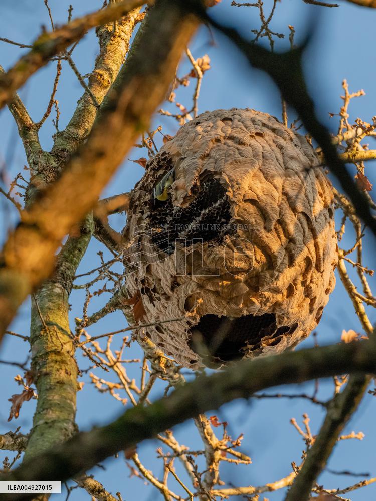 Great Tit in an Asian Hornet Nest - France