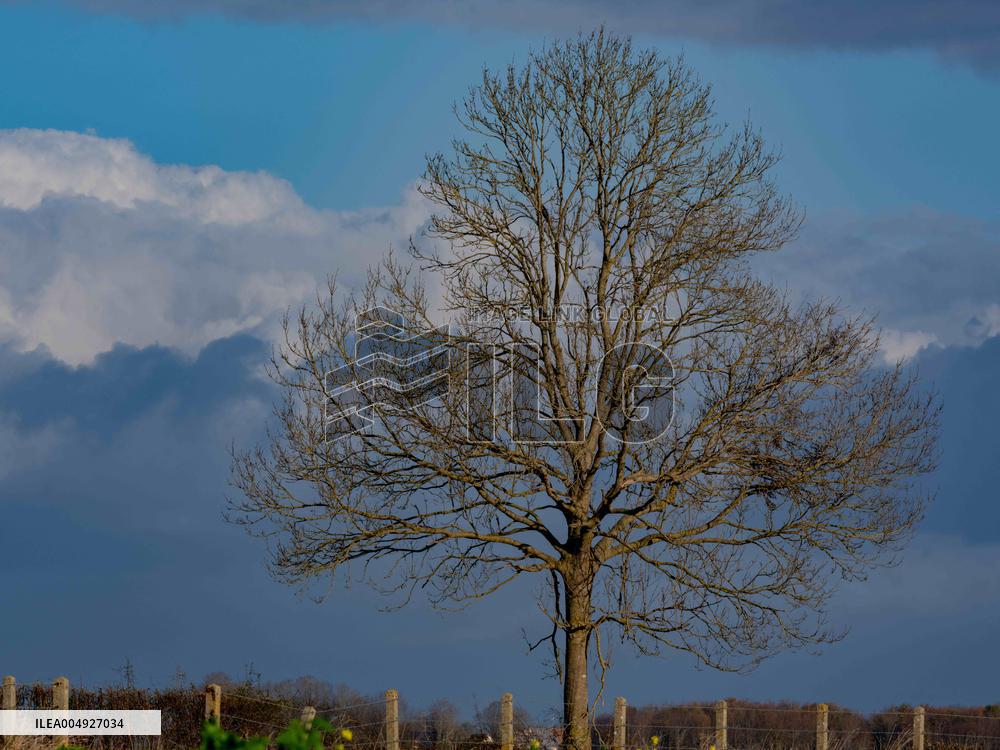 Illustration - Farmland at Normandy Countryside - France