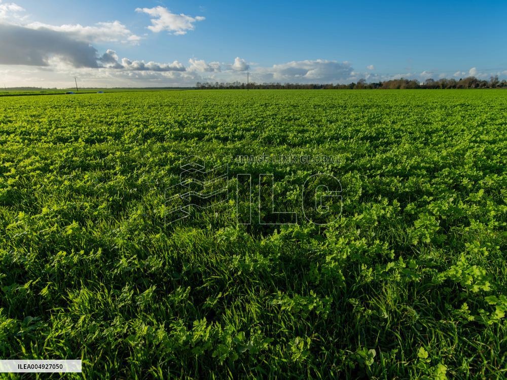 Illustration - Farmland at Normandy Countryside - France