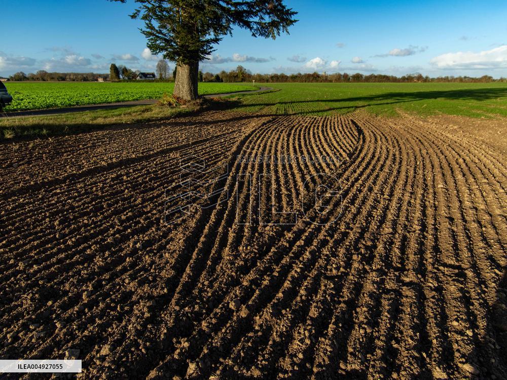 Illustration - Farmland at Normandy Countryside - France