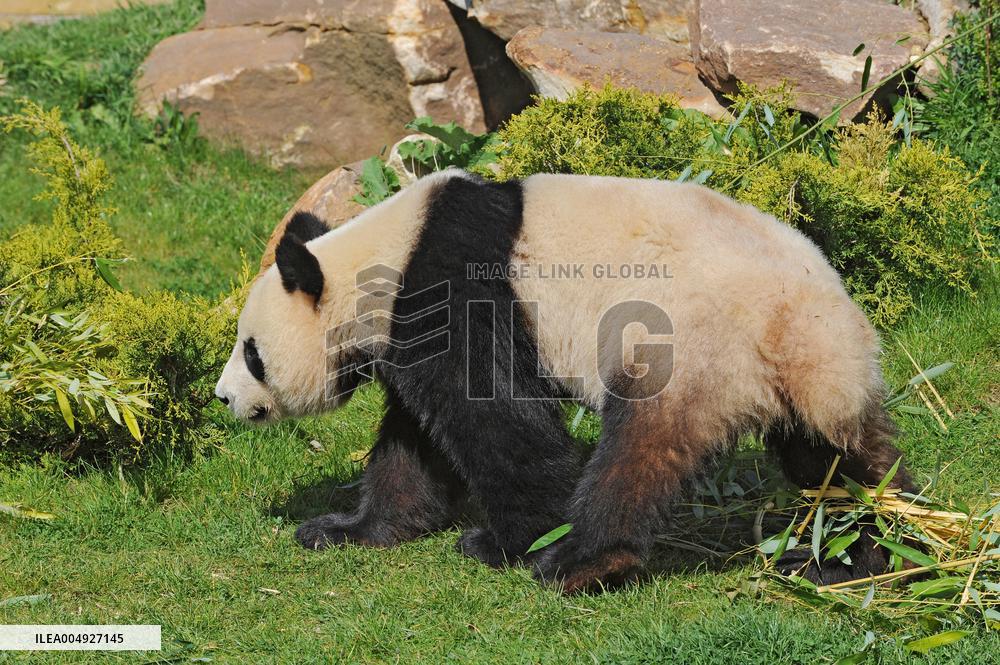 Famous Pair Of Pandas Will Leave Beauval Zoo For China - France