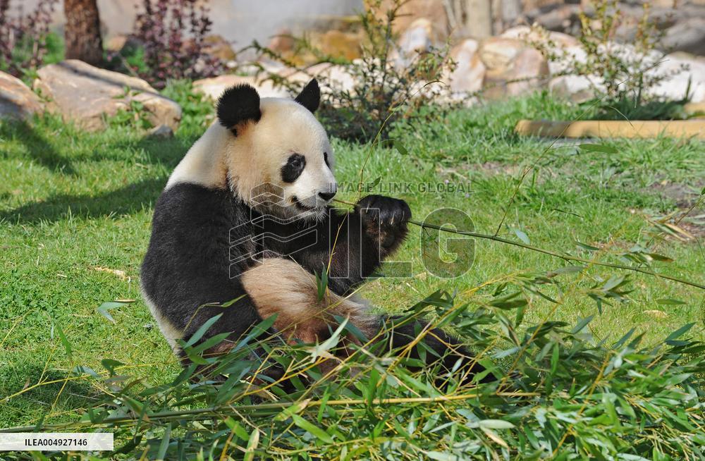 Famous Pair Of Pandas Will Leave Beauval Zoo For China - France
