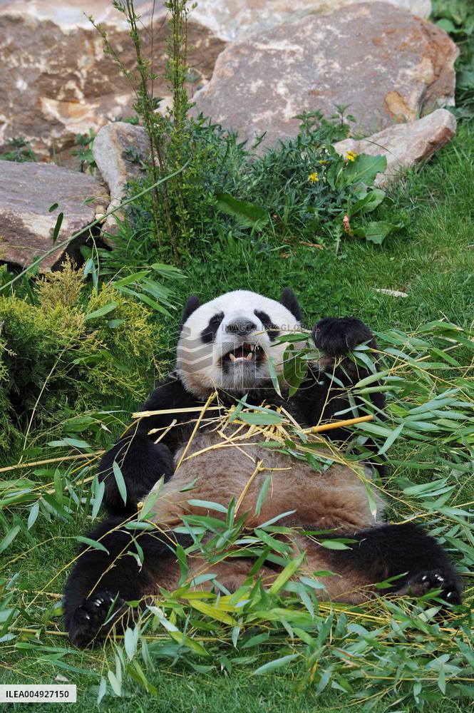 Famous Pair Of Pandas Will Leave Beauval Zoo For China - France