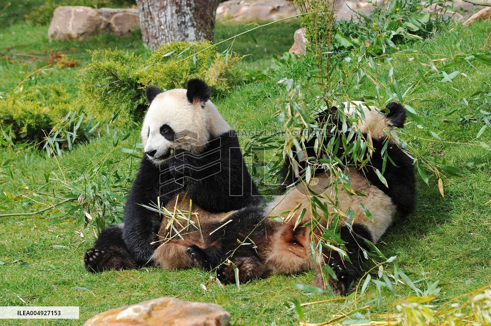 Famous Pair Of Pandas Will Leave Beauval Zoo For China - France
