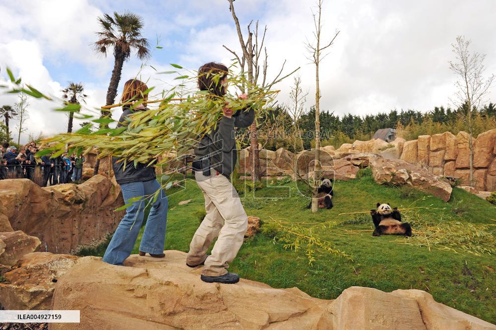 Famous Pair Of Pandas Will Leave Beauval Zoo For China - France