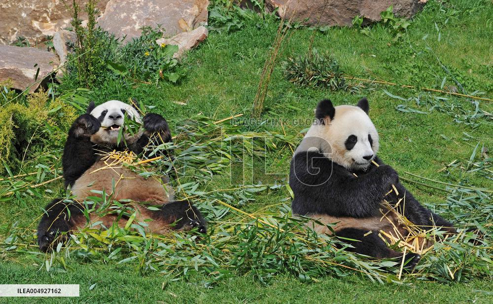 Famous Pair Of Pandas Will Leave Beauval Zoo For China - France
